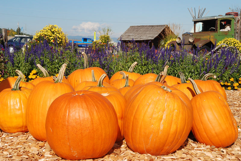 Happy Thanksgiving from Beyond Scarf to You!